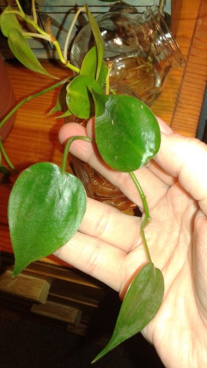 Distinguishing Between Pothos and Philodendron - hand holding a trailing plant