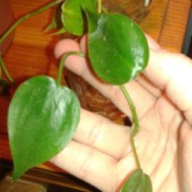 Distinguishing Between Pothos  and Philodendron - hand holding a trailing plant