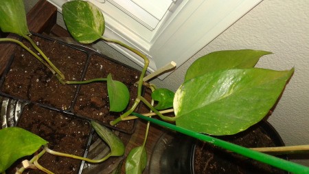 Distinguishing Between Pothos and Philodendron