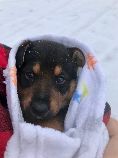 Is My Puppy a Purebred GSD?