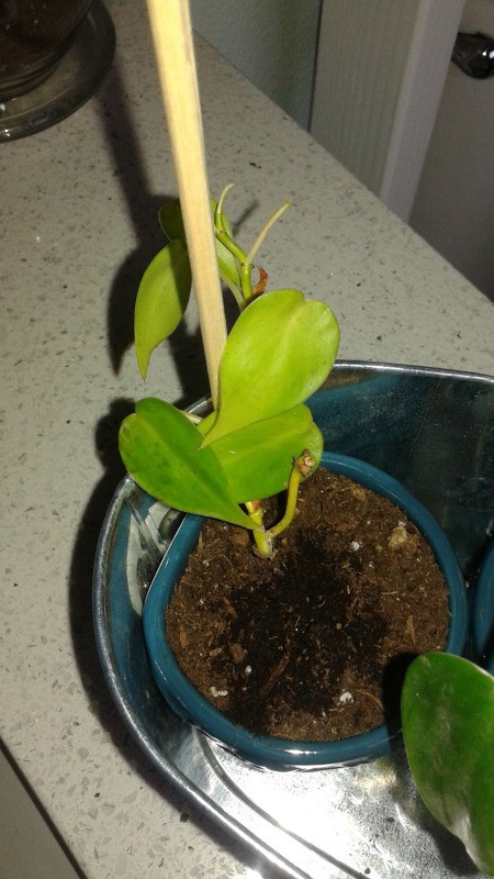 Distinguishing Between Pothos and Philodendron