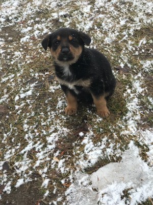 Is My Puppy a Purebred GSD? - tricolor puppy in the snow