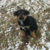 Is My Puppy a Purebred GSD? - tricolor puppy in the snow