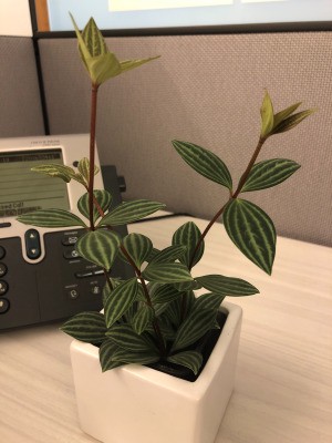 Identifying a Houseplant   - plant with red stems and dark and light green striped leaves