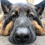 Dog Not Eating After Other Family Dog Died - closeup of Riley