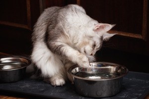 Cat Who Loves To Play In Water - cat pawing at water in its dish