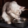 Cat Who Loves To Play In Water - cat pawing at water in its dish