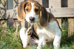 Dog scratching behind your ears.