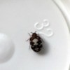 Identifying a Bug - small bug with dark splotches