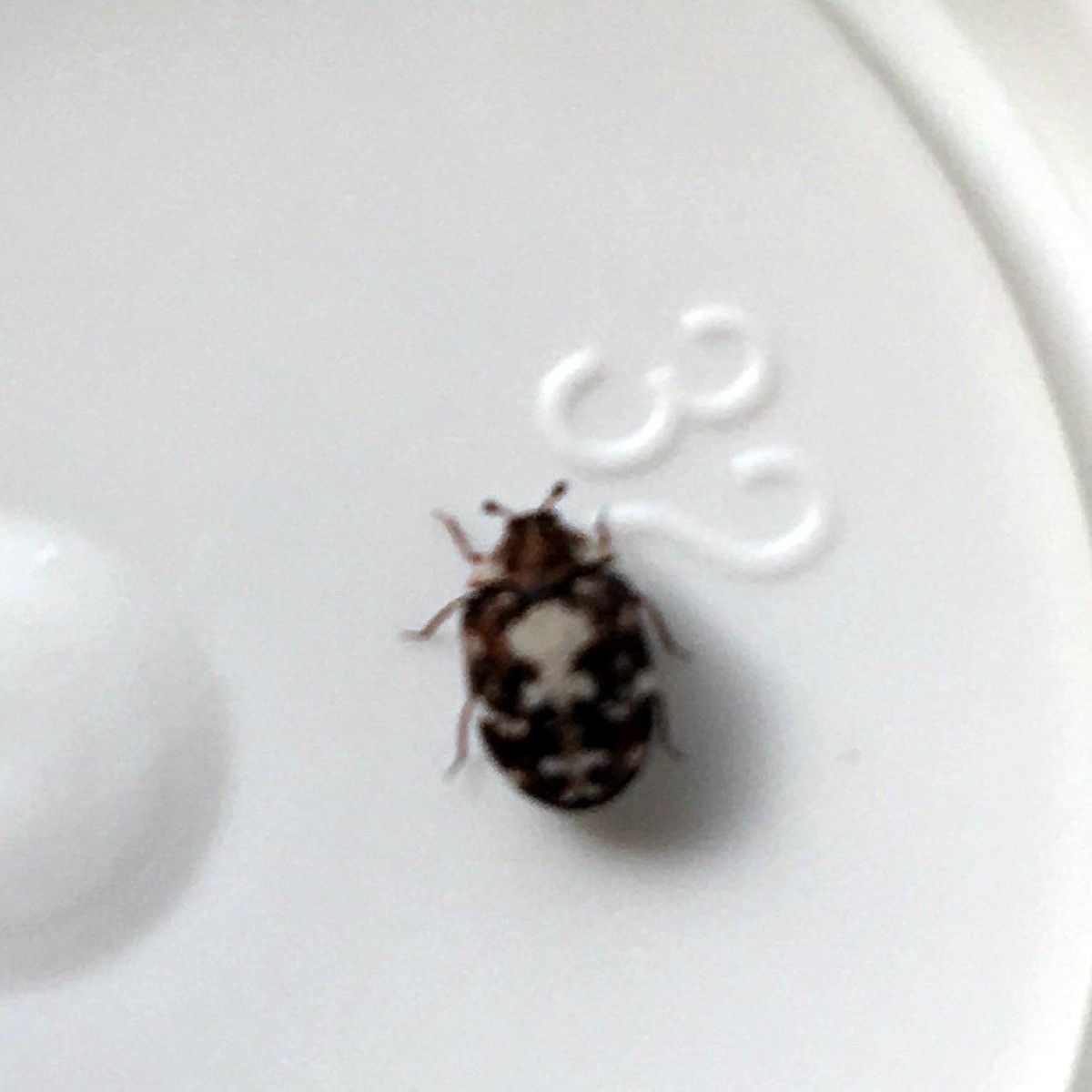 tiny bug with black and white stripes