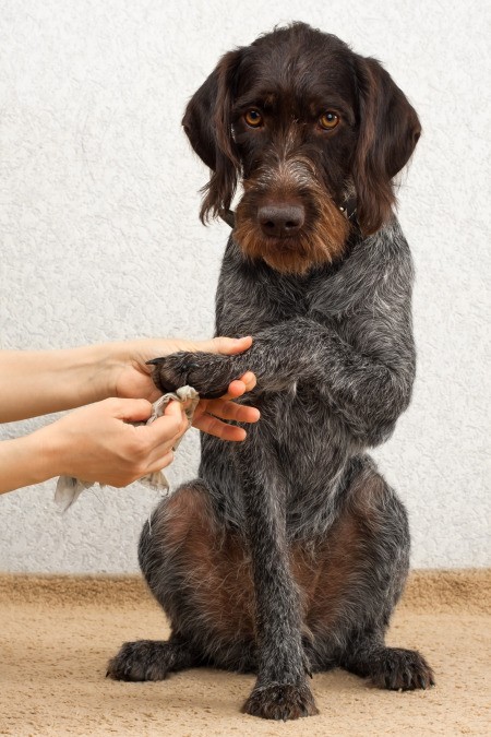 Foot Care for Your Dog - cleaning a dog's foot