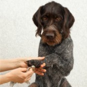 Foot Care for Your Dog - cleaning a dog's foot