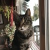 Patton (Domestic Shorthair) - gray and black tabby colored cat