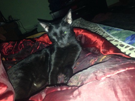 Nhiu (Siamese Mix) - black cat with eyes closed lying on bedding