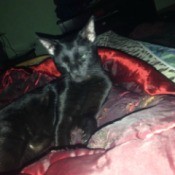 Nhiu (Siamese Mix) - black cat with eyes closed lying on bedding