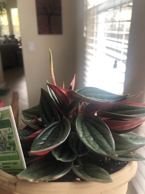 Identifying a Houseplant - plant with red underside to leaves