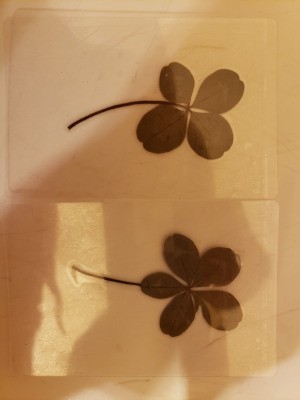 Value of Old Dried 4 and 5 Leaf Clovers