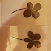 Value of Old Dried 4 and 5 Leaf Clovers