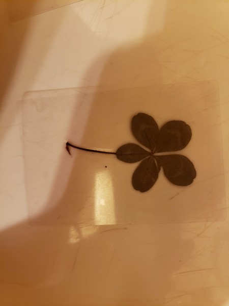 Value of Old Dried 4 and 5 Leaf Clovers