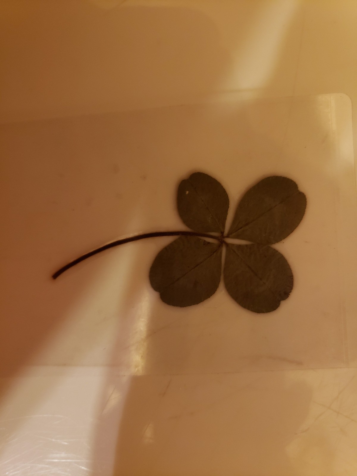 Value Of Pressed Four Leaf Clovers