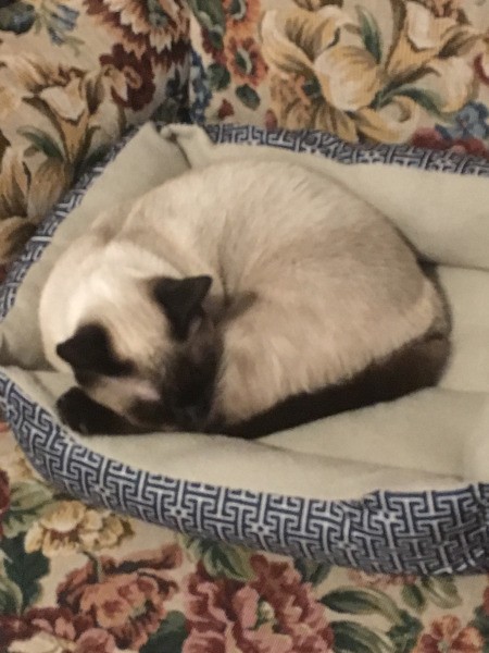 Coco (Siamese Shorthair)