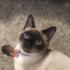 Coco (Siamese Shorthair) - seal point Siamese cat