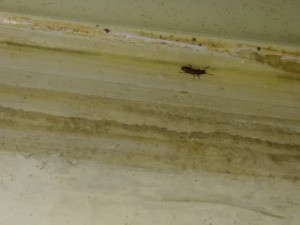 Identifying a Small Household Bug