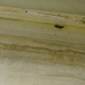 Identifying a Small Household Bug
