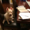 Scarlett Ann Duvall Cotton (West Highland Terrier) - Westie on a dining chair