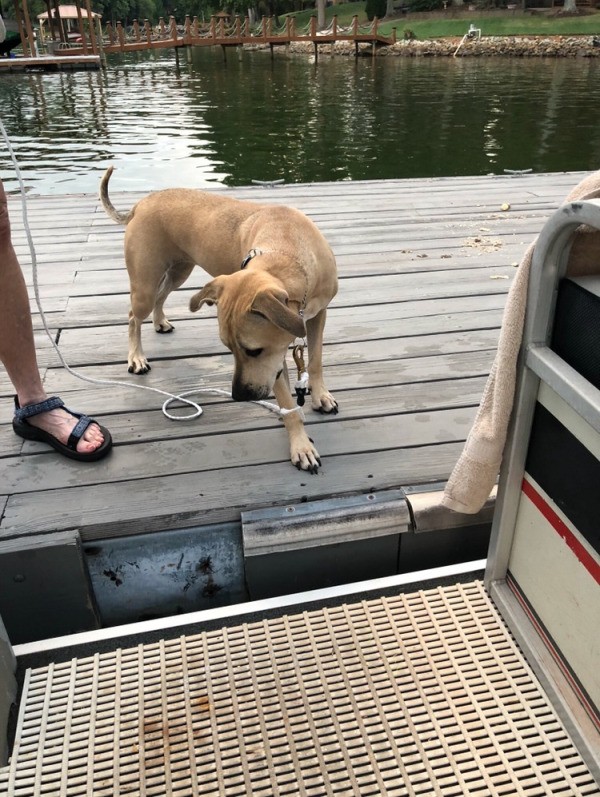 A hesitant dog concerned with the small gap between a boat and the dock.