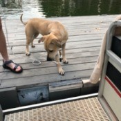 A hesitant dog concerned with the small gap between a boat and the dock.