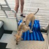 Using a towel to help the dog with the fear of the gap between boat and dock.