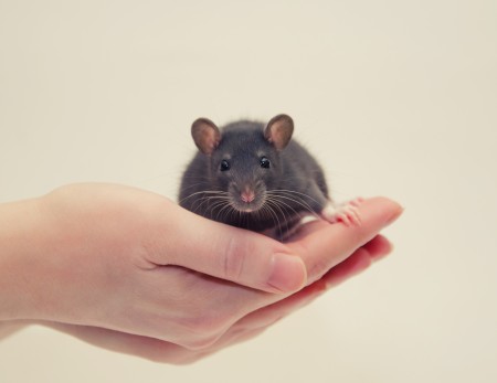 hand holding a baby rat