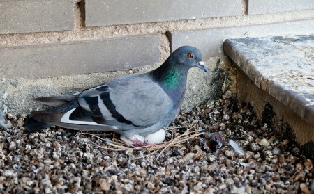 A pigeon sitting on eggs in gravel.
