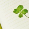 A four leaf clover being pressed in a journal.
