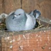 Pigeon nesting in a box.