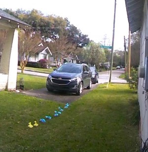 A line of dog poop bags left in a yard.