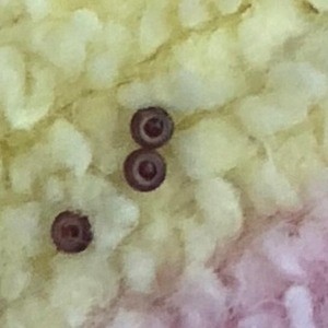 Identifying Insect Eggs -  round two color insect eggs
