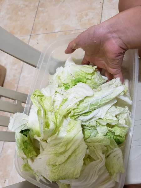 mixing cabbage