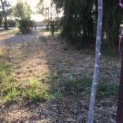 Saving a Weeping Cherry Tree After Extensive Pruning - just a trunk