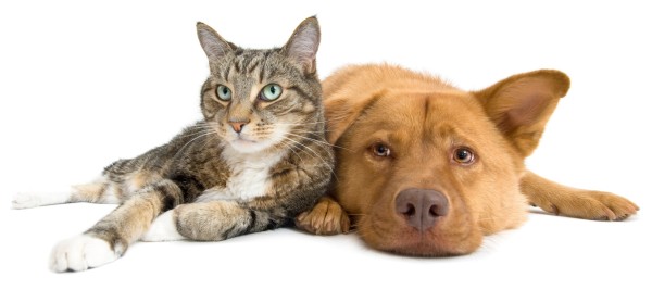 Raise Cats and Dogs Together - tabby colored cat lying next to splat dog