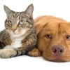 Raise Cats and Dogs Together - tabby colored cat lying next to splat dog