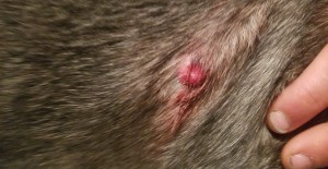 Dog Has Itchy Lump on His Side - red raised bump