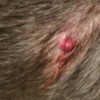 Dog Has Itchy Lump on His Side - red raised bump