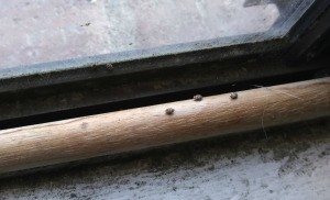 Identifying Small Hard Shelled Bugs - tan and black bugs