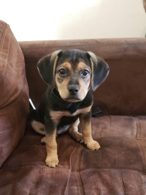 What Breed Is My Pup? - black and tan puppy