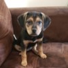 What Breed Is My Pup? - black and tan puppy