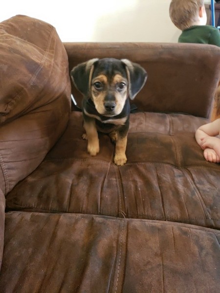 What Breed Is My Pup?