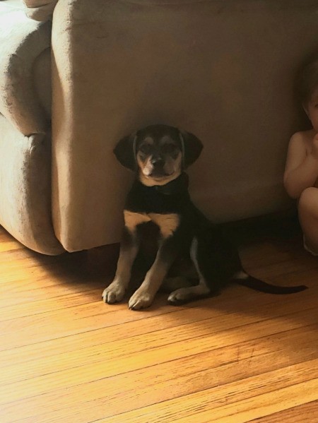 What Breed Is My Pup?