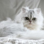 white Persian cat